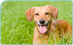 terrierongrass