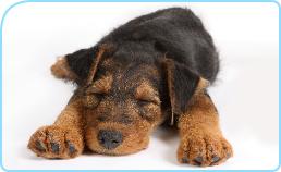 sleepingdog1