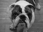 clydebullie1