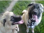 dogsinlinechewiandboba